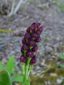 Orchis purpurea